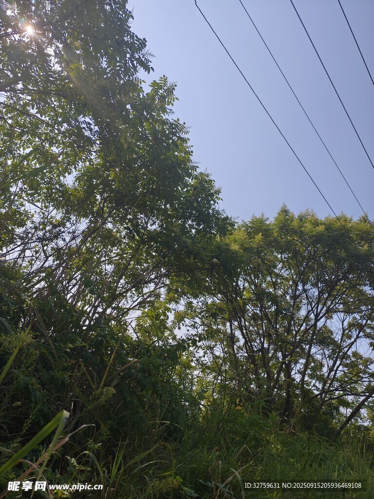 陽光照耀下的繁茂樹林