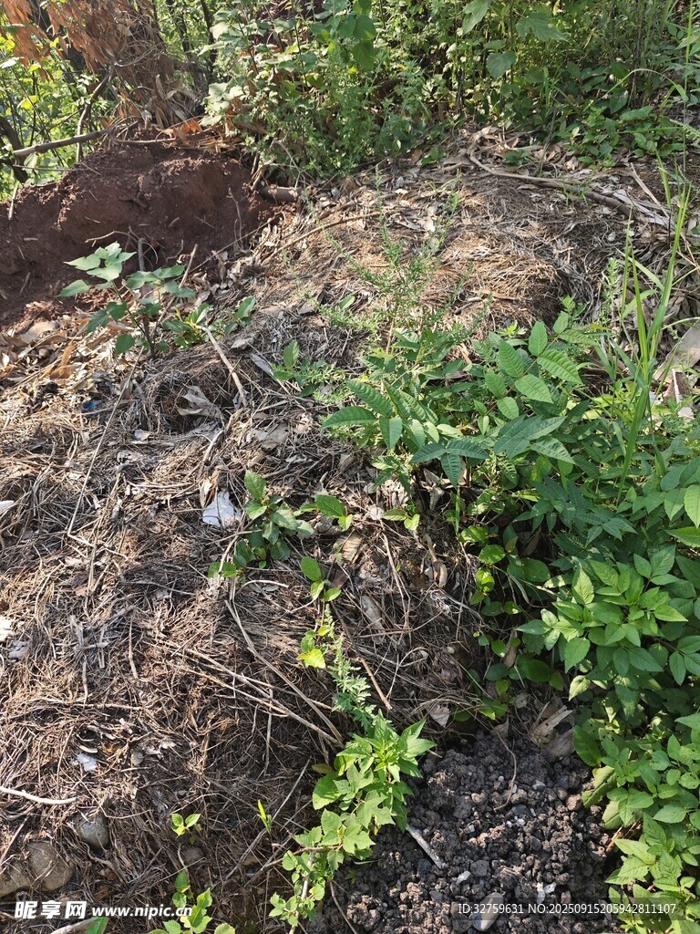 野外雜草叢生的地面景象