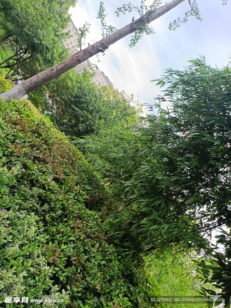 繁茂綠植覆蓋的斜坡景象