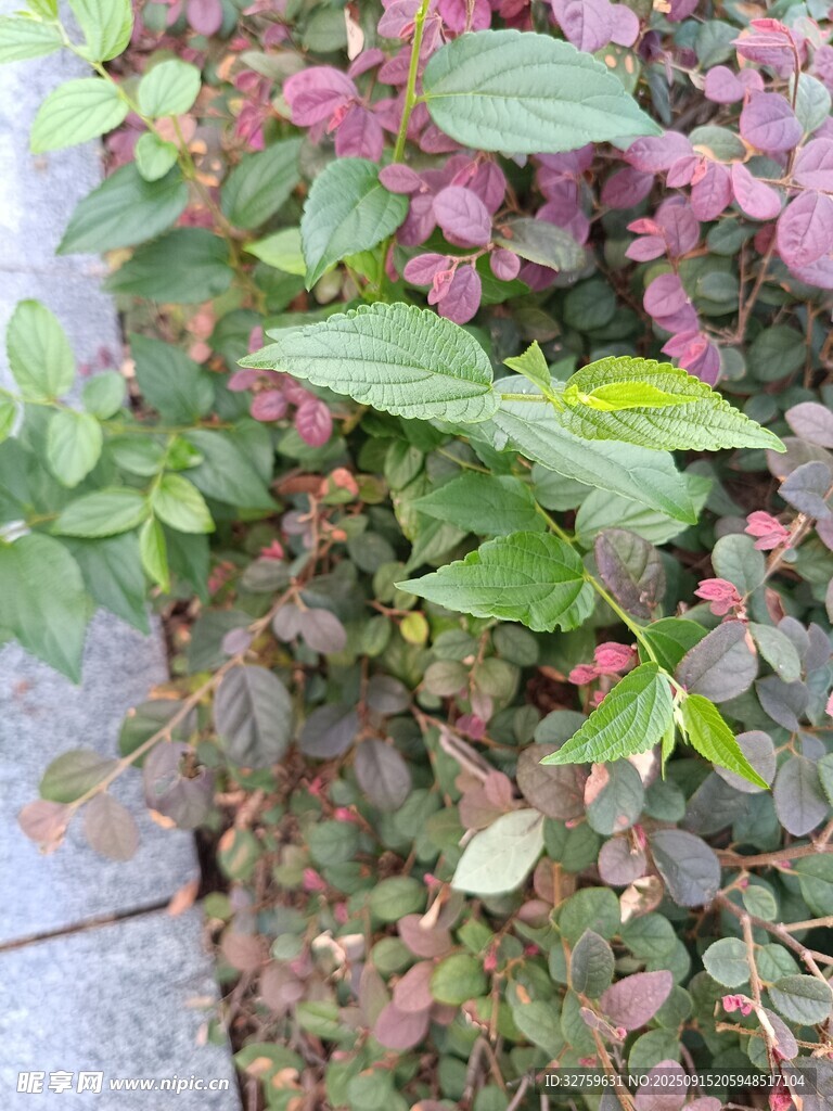 多彩植物景觀