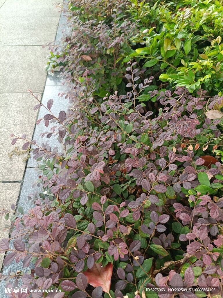 路邊多彩植物景觀
