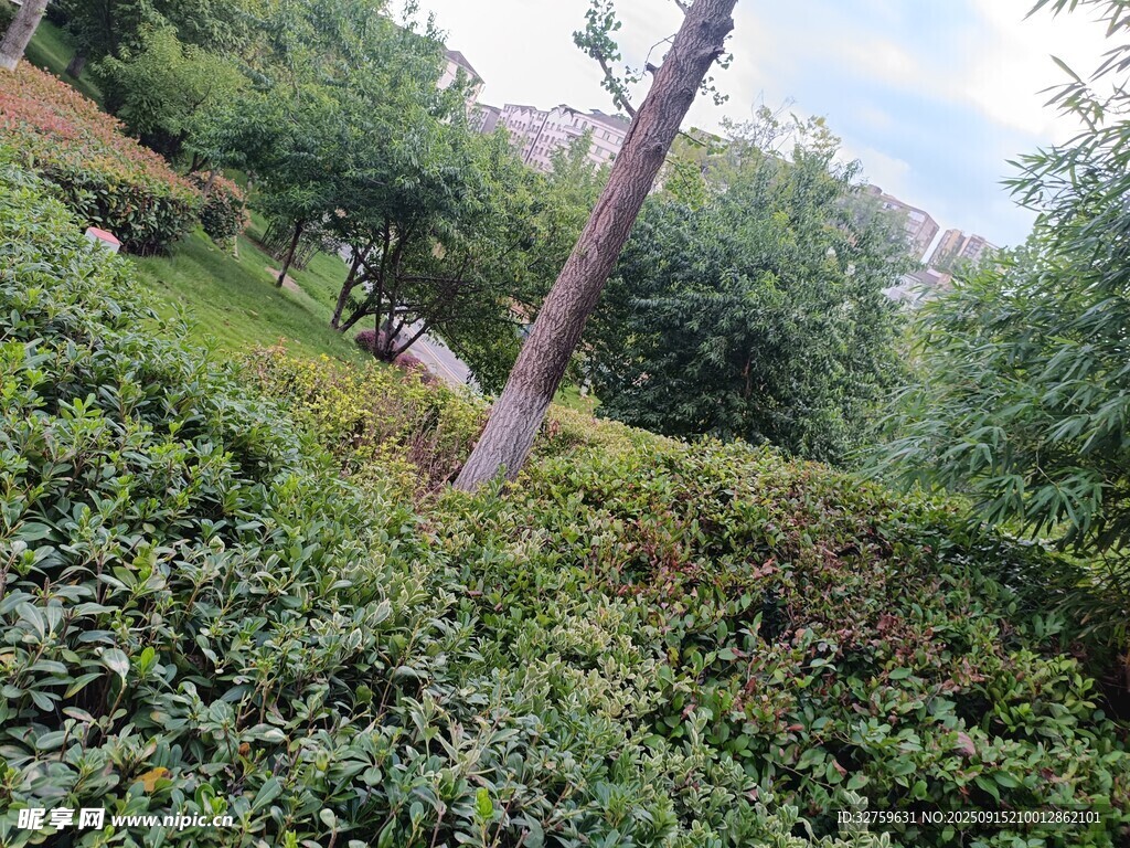 綠意盎然的戶外植物景觀