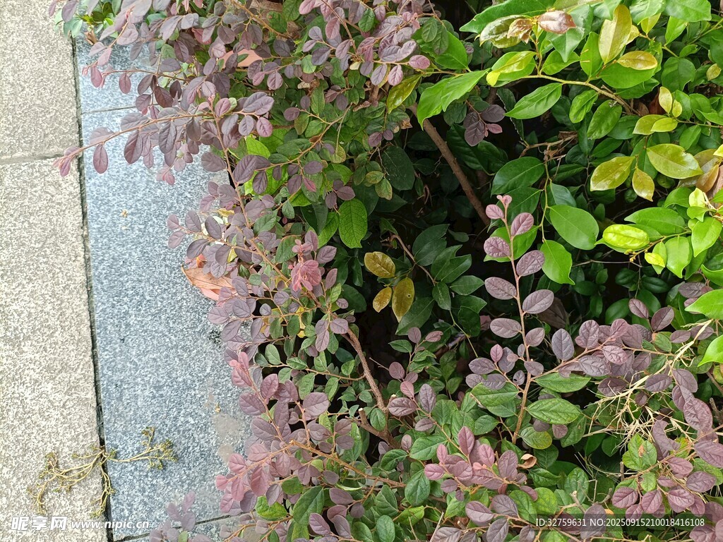 粉色植物與綠葉的景致