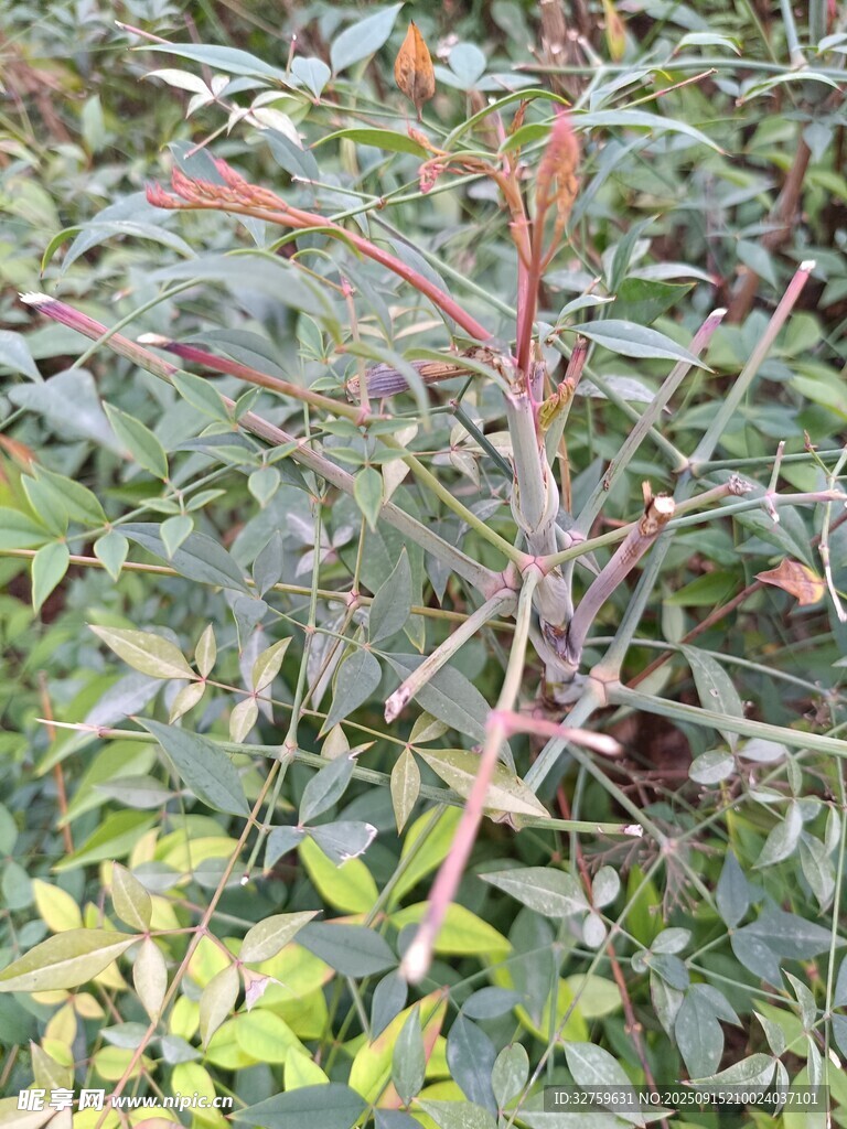 帶刺植物特寫