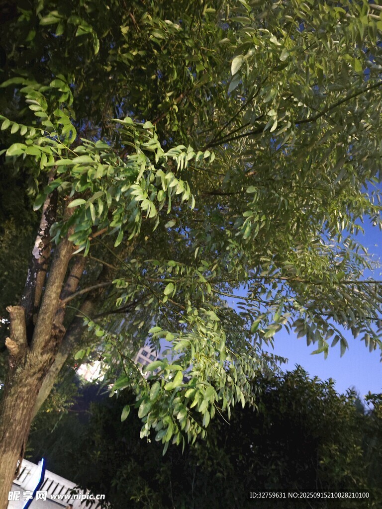 綠葉繁茂的樹木