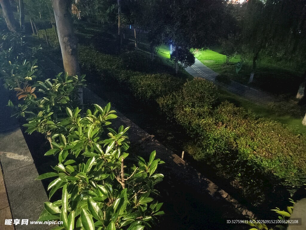 夜晚綠植景觀