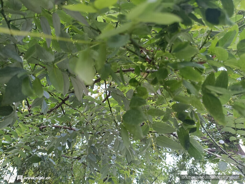 枝葉繁茂的林間景象