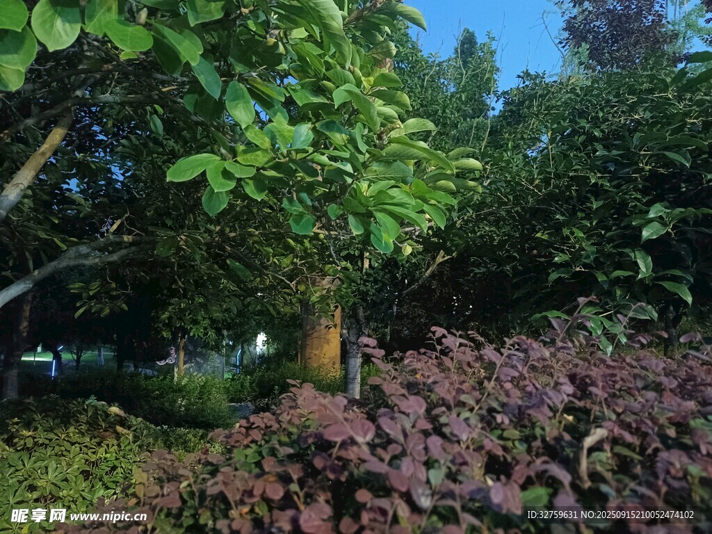 綠樹與紫葉植物景觀
