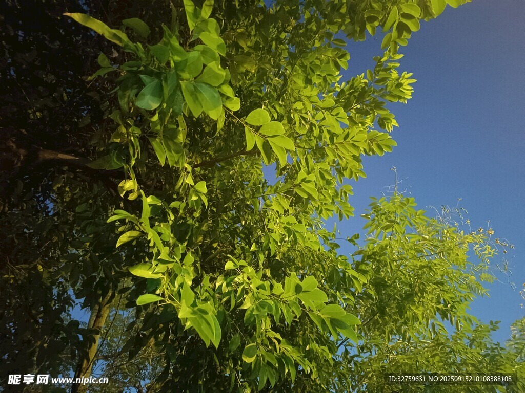 藍(lán)天映襯下的翠綠枝葉