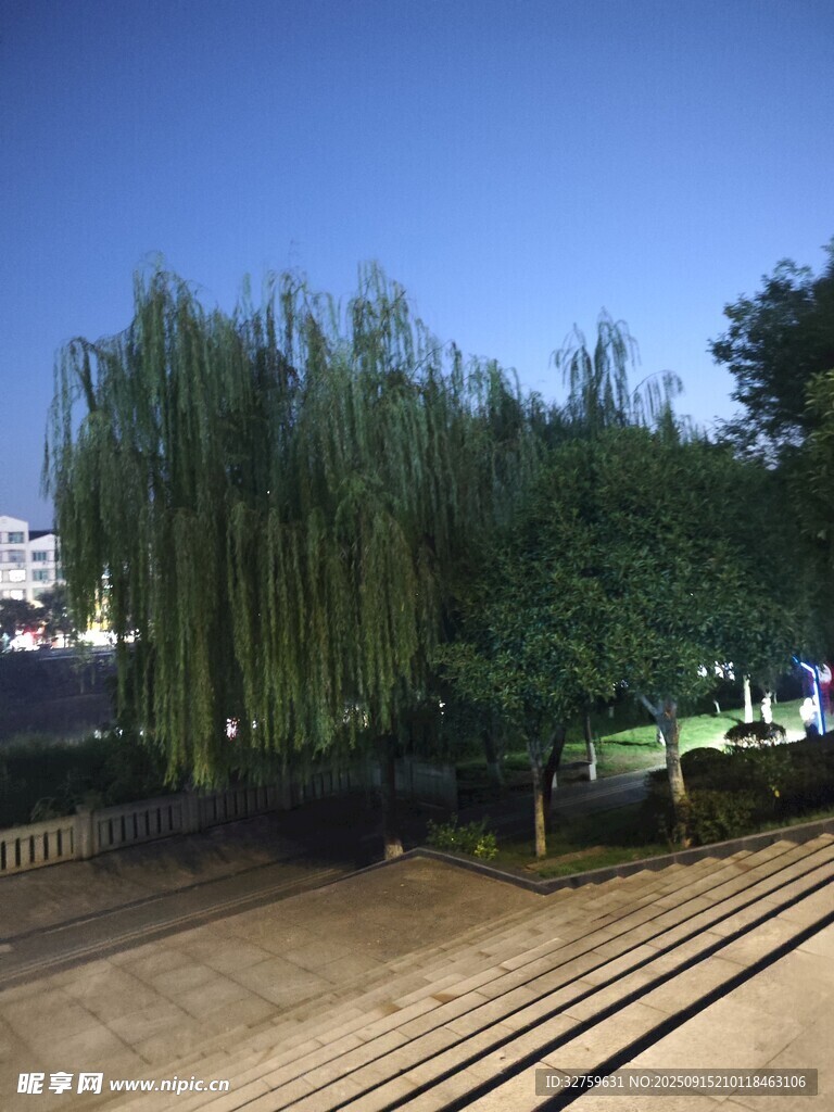 鐵軌旁的蔥郁綠樹