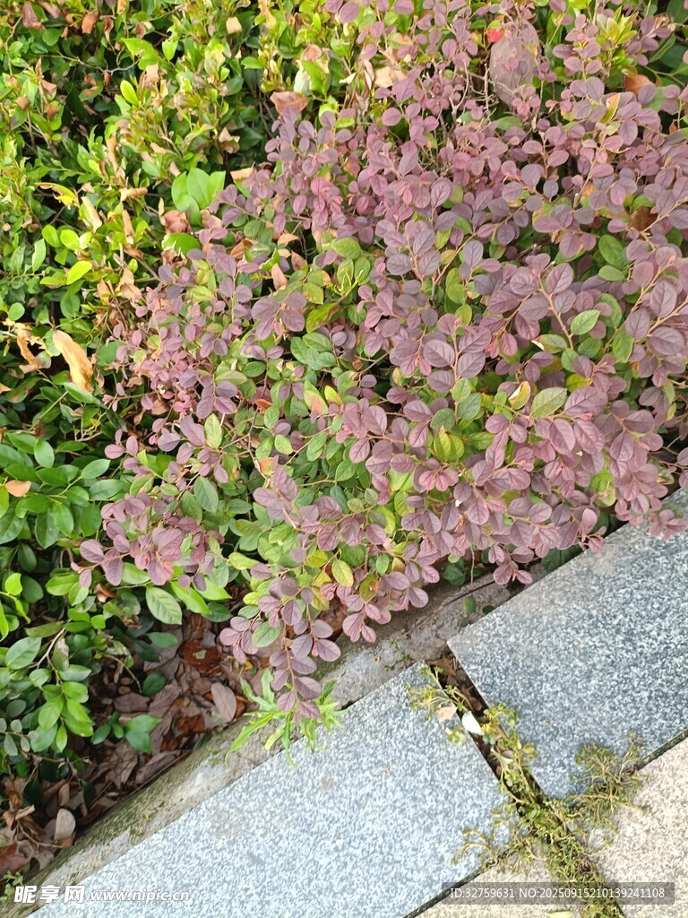 路邊多彩植物景觀