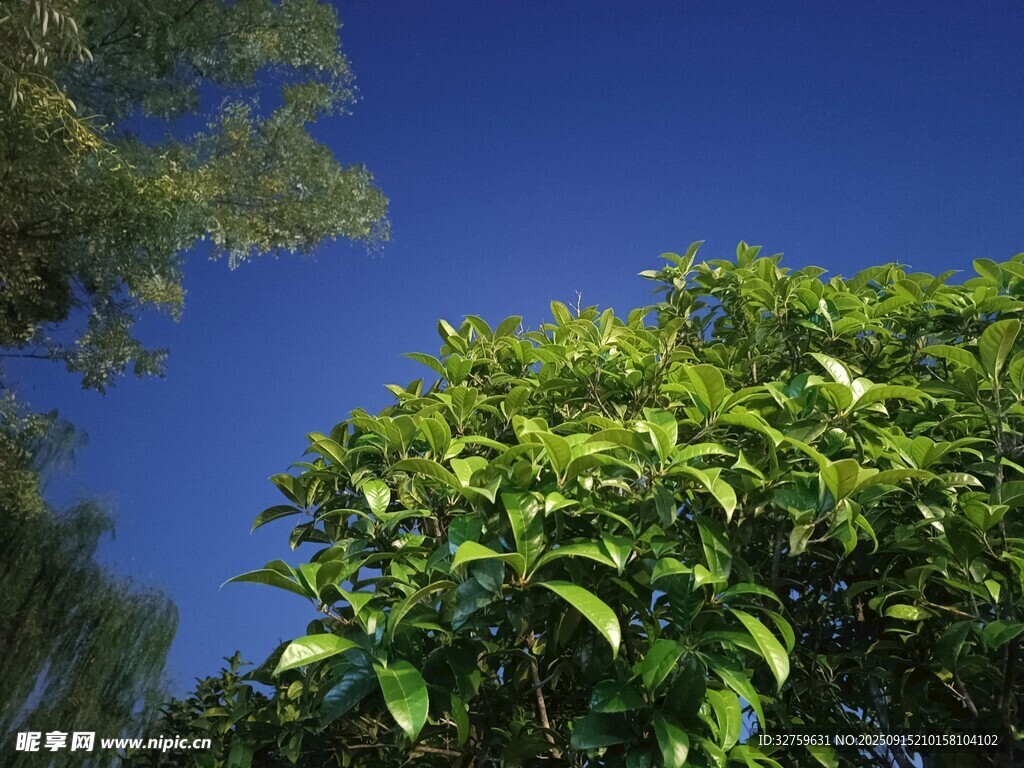 藍天綠樹美景