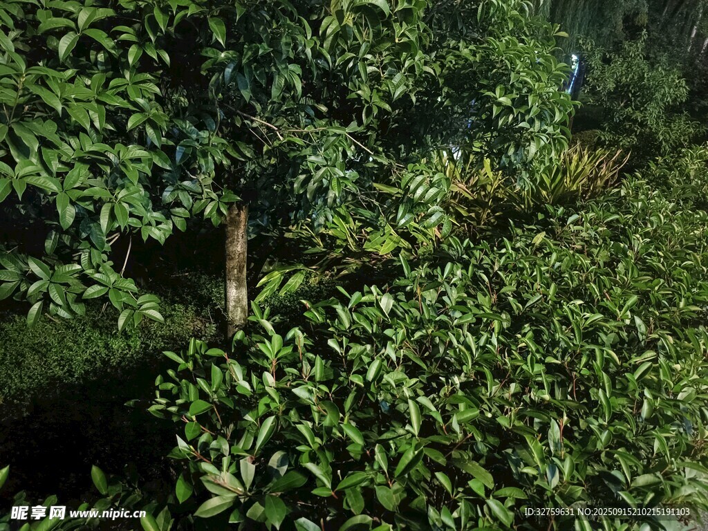 茂密綠意叢林景象