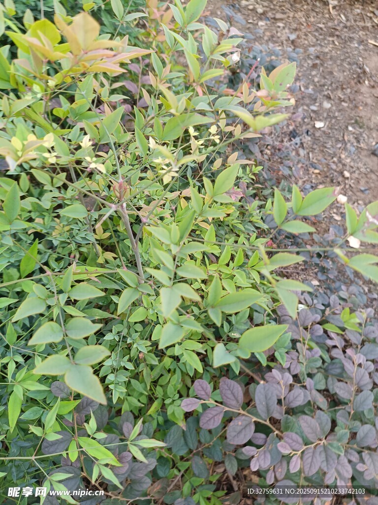 多彩植物景觀