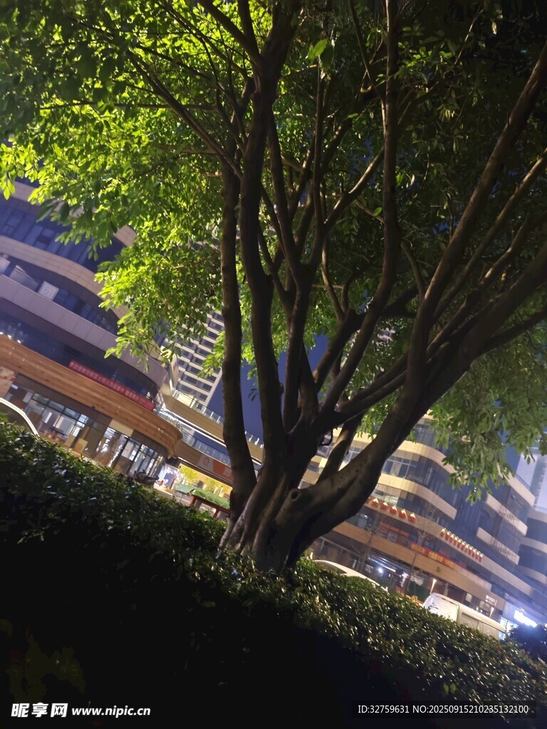 樹下樓宇間的綠意景致