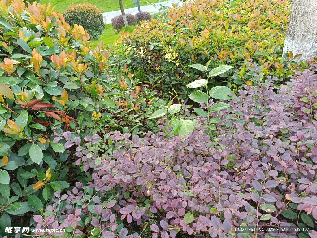 多彩花卉植物景觀