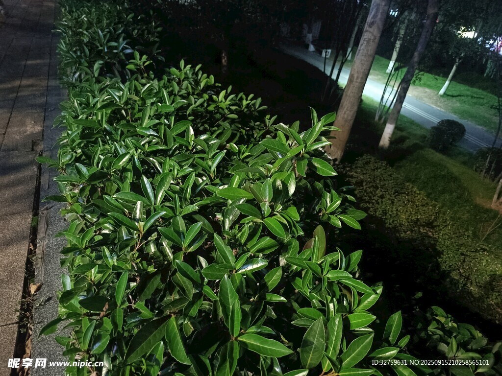夜間綠植景觀