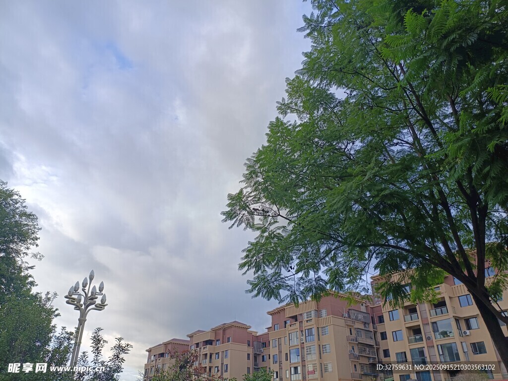 城市綠樹旁的居民樓景觀