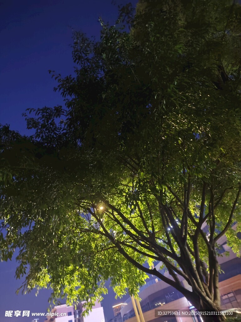 夜幕下的綠樹與建筑