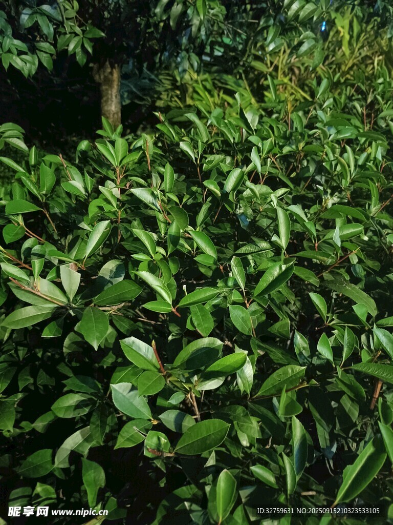 茂密茶園綠意盎然