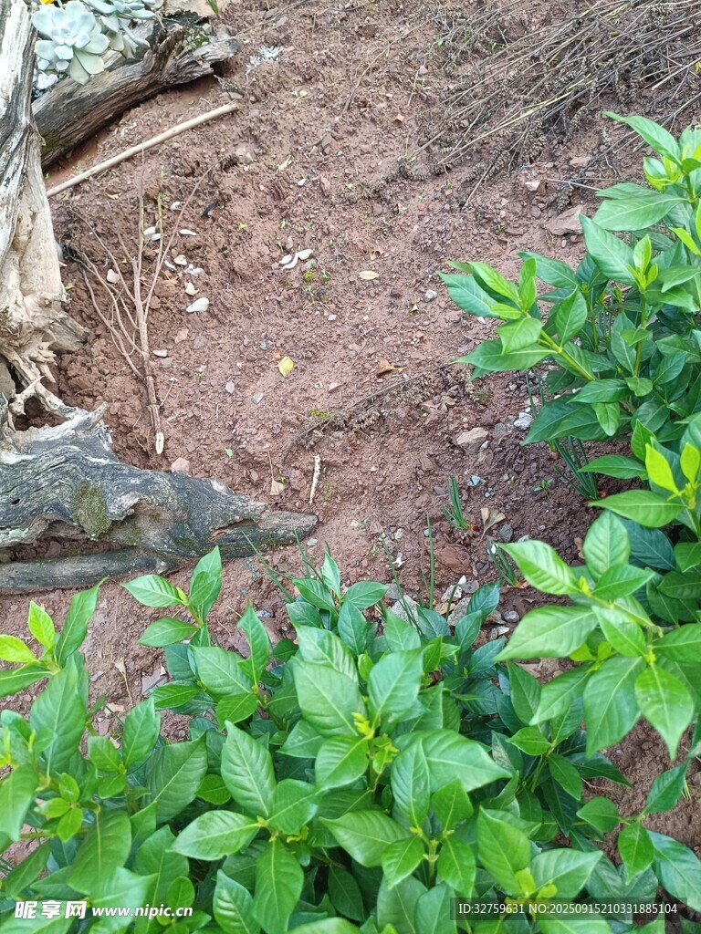 草叢邊的鱷魚(yú)
