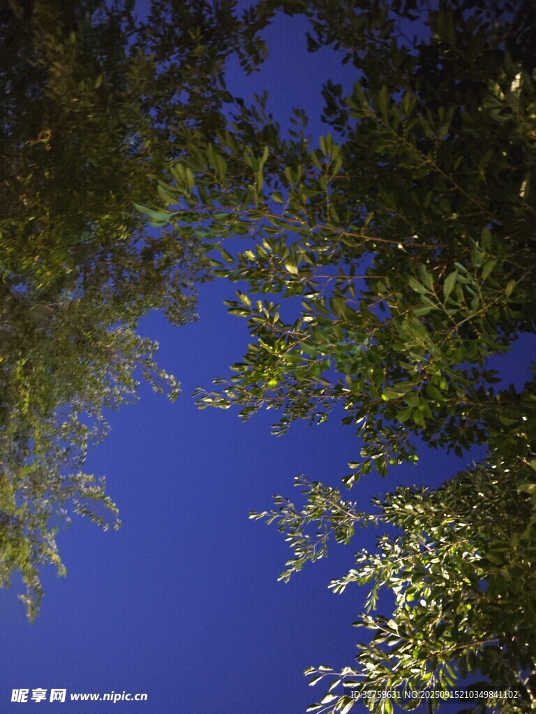 仰望藍天與繁茂枝葉