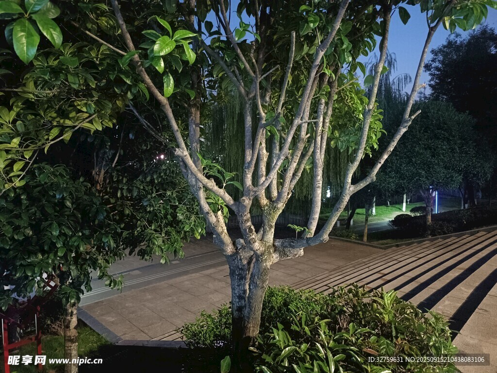 庭院中的光禿樹木景觀