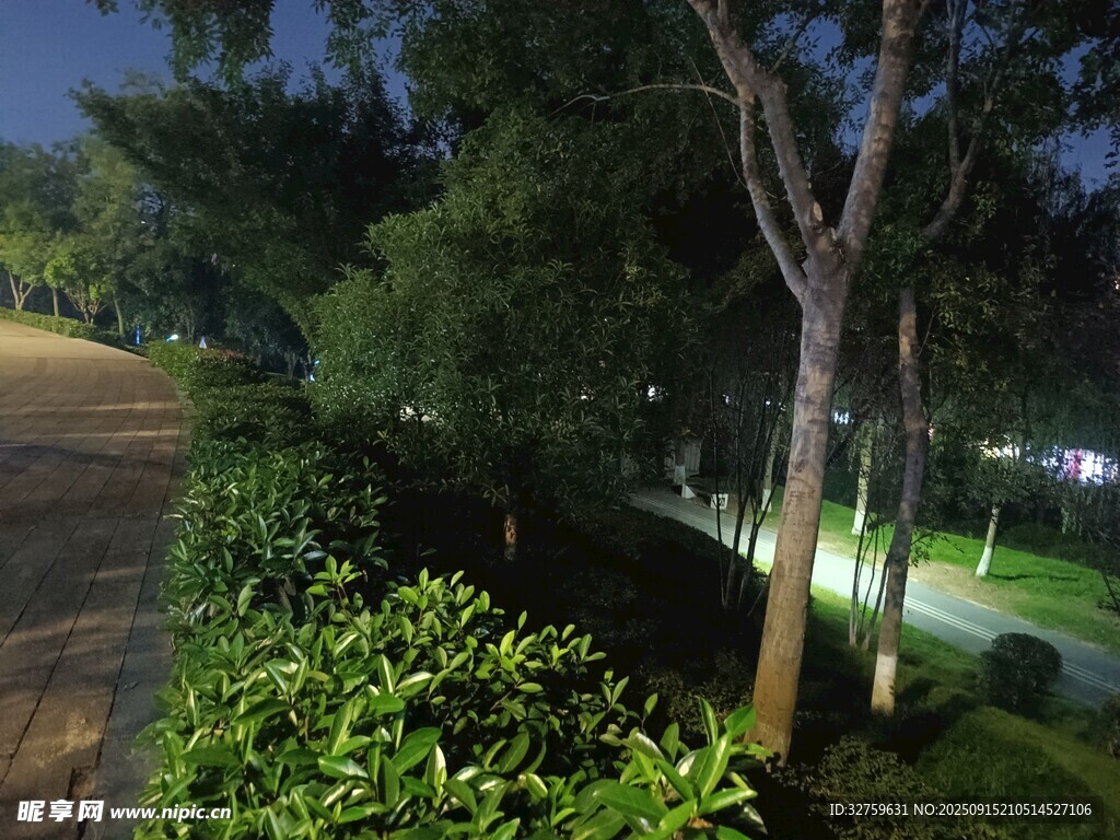 夜晚公園綠植與道路景觀