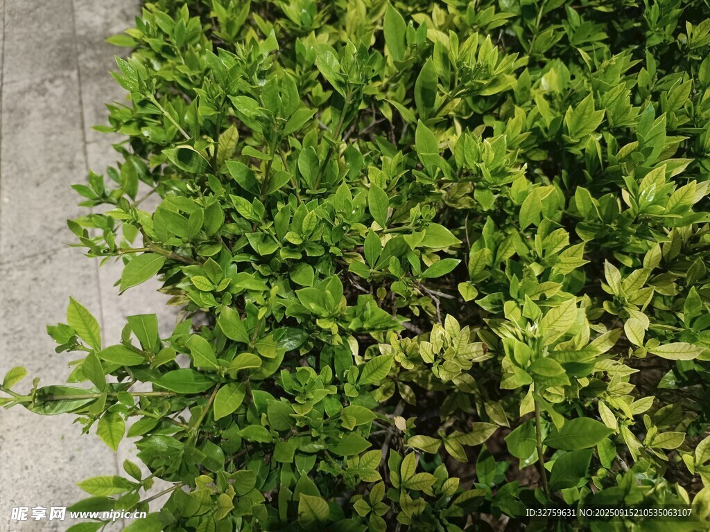 翠綠繁茂的叢生植物