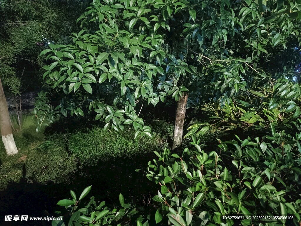 繁茂綠樹(shù)景觀