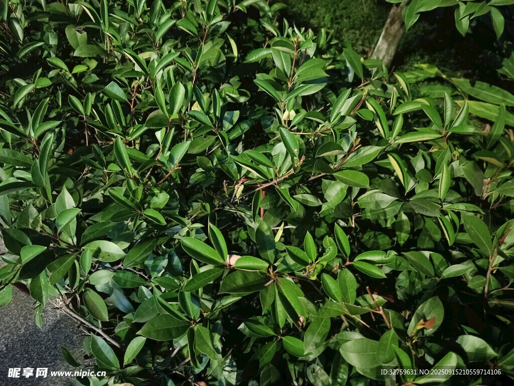 翠綠繁茂的綠植景象