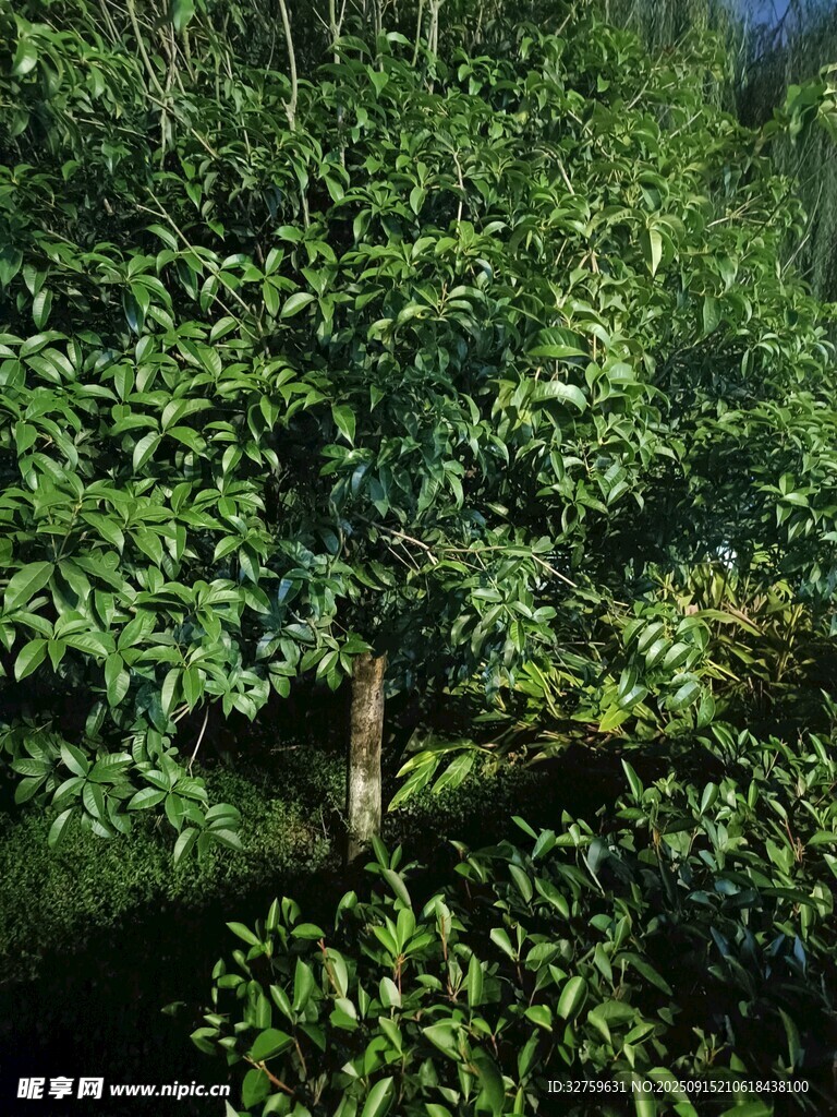 茂密樹林中的繁茂綠植