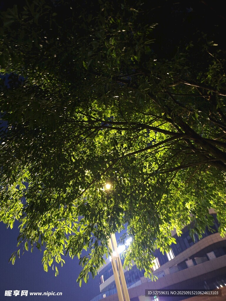 夜晚樹下燈光映照綠葉