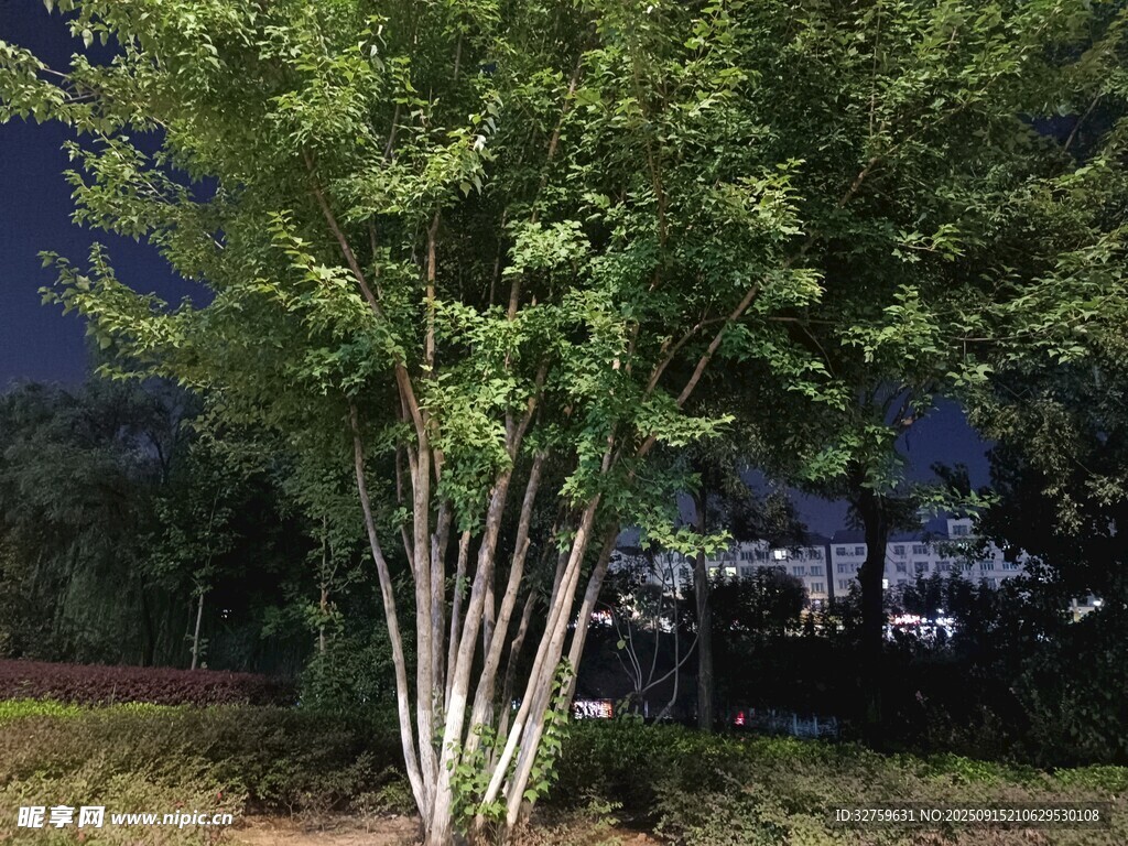 夜晚中的蔥郁樹木