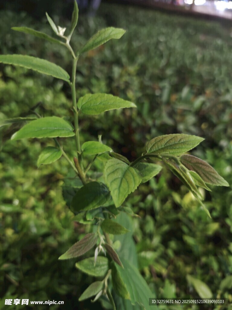 嫩綠枝葉特寫