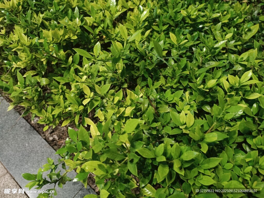 翠綠灌木叢近景