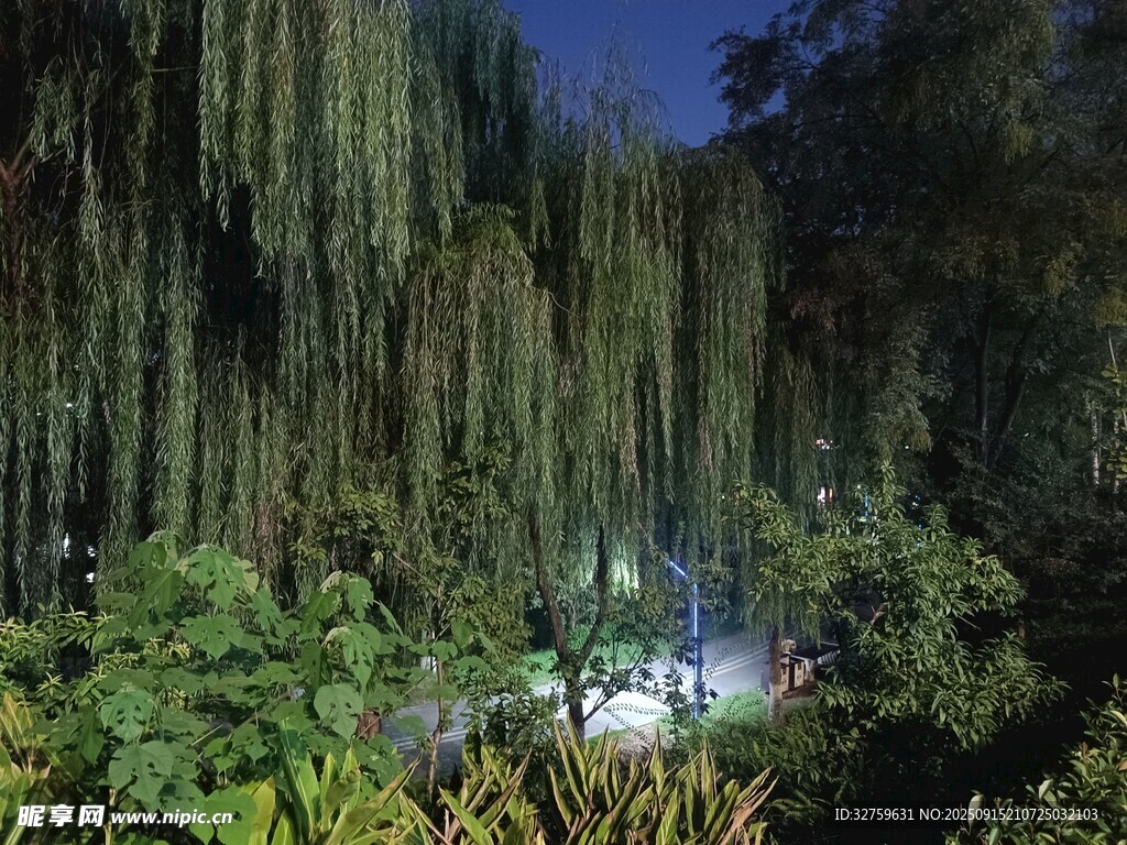 夜幕下的垂柳與綠植景觀
