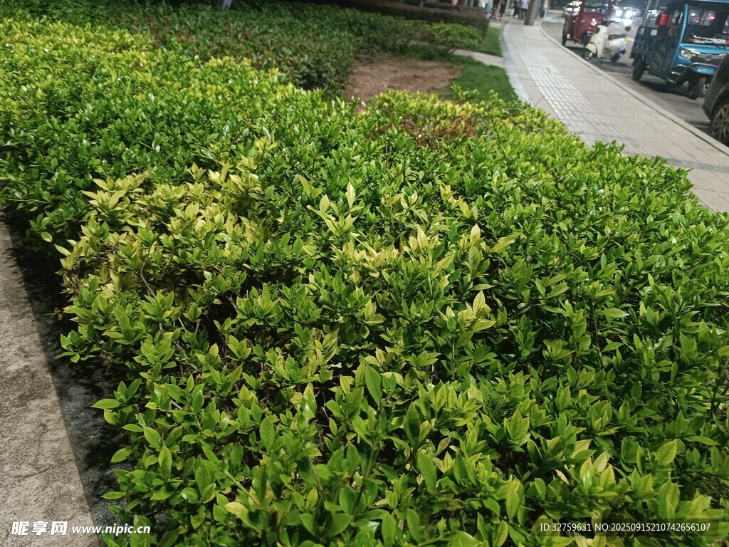 路邊翠綠繁茂的灌木叢