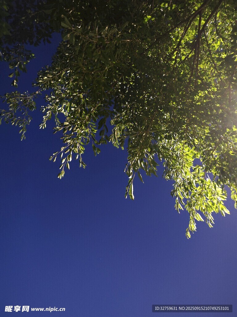 藍天綠樹間的光影景致