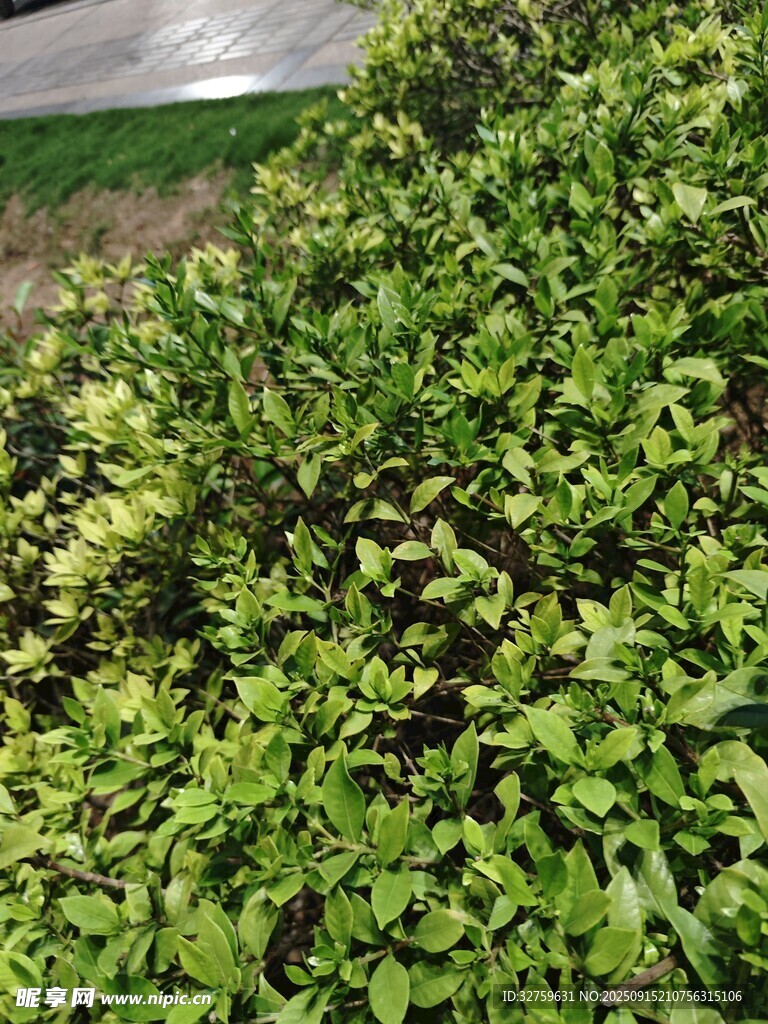 翠綠繁茂的綠植景觀