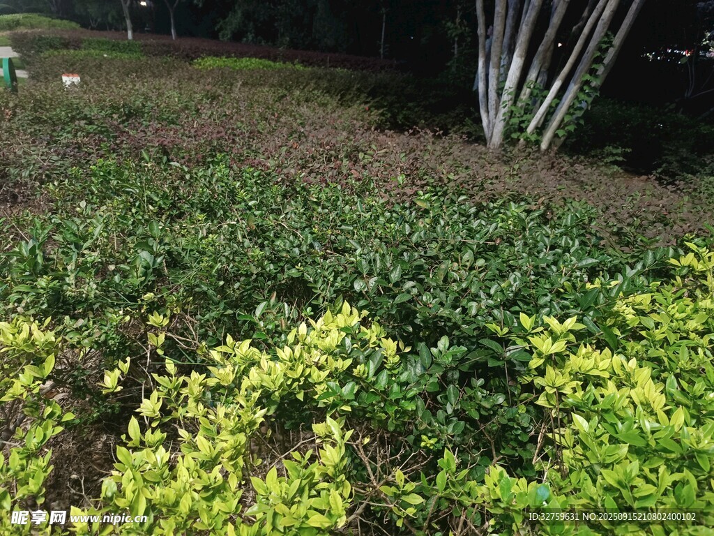 多彩綠植景觀