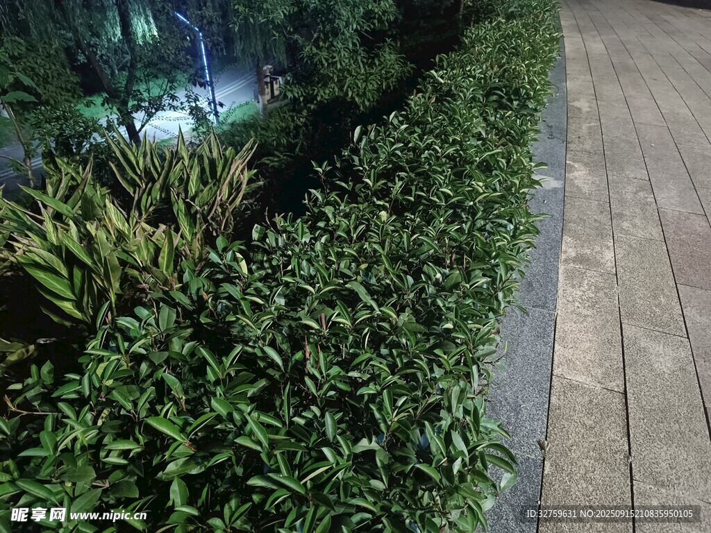 庭院綠植景觀一角