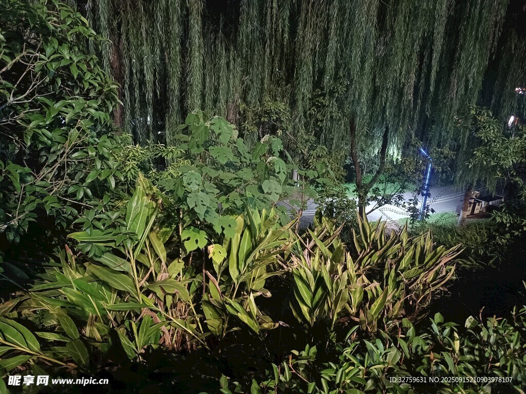 夜下繁茂綠植景觀