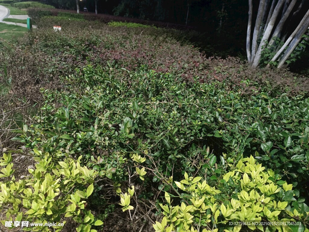 花園綠植景觀