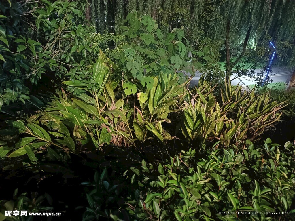 夜間繁茂綠植景觀