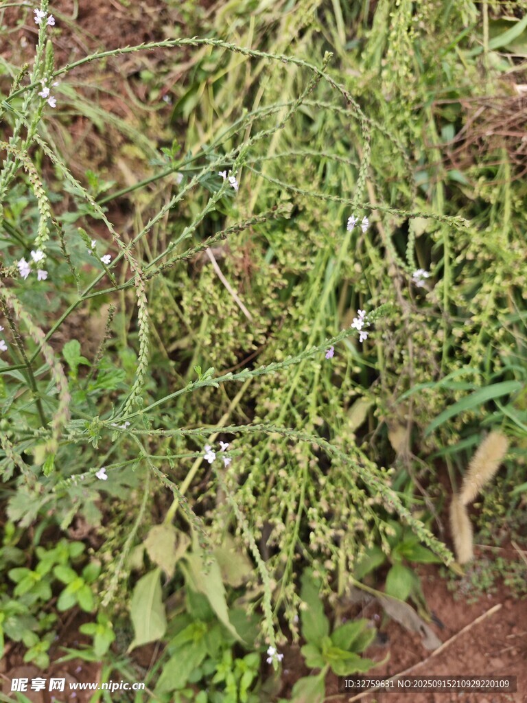 地面上的雜草植物