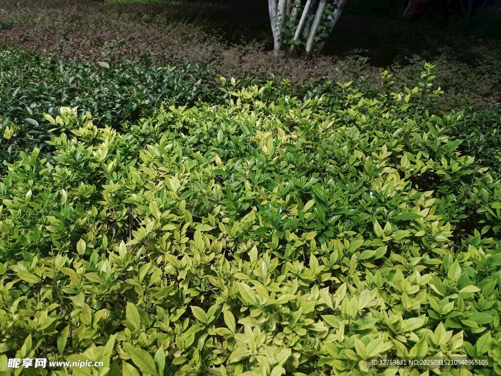 翠綠繁茂的植物景觀