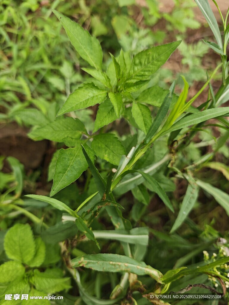 綠葉繁茂的植物特寫