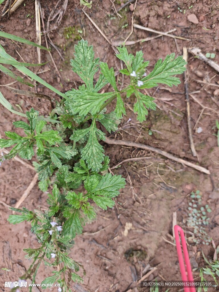 泥土中的綠色植物幼苗