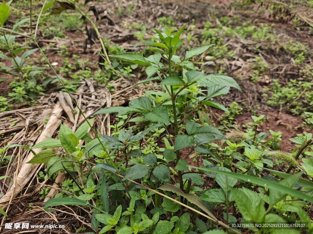 野外生長(zhǎng)的綠色植物
